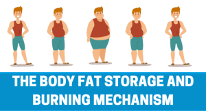 Understanding the Science of Fat Loss